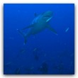 IMG_2268n