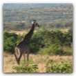 IMG_4455